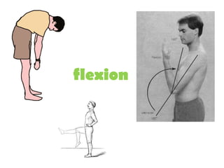 flexion
 