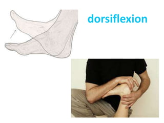 dorsiflexion
 