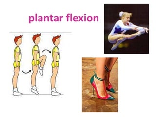 plantar flexion
 