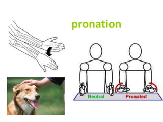 pronation
 