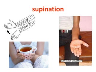 supination
 