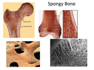 Spongy Bone
 