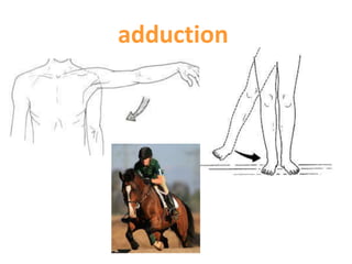 adduction
 