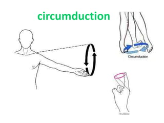circumduction
 