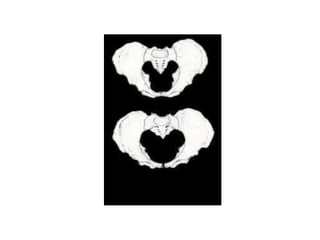 Skeletal System Slides