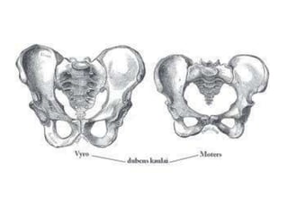 Skeletal System Slides
