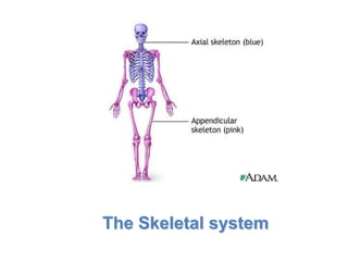Lesson Overview    The Skeletal System




                  The Skeletal system
 