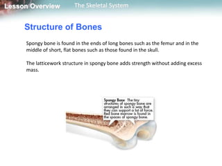 Lesson Overview          The Skeletal System


     Structure of Bones
     Spongy bone is found in the ends of long bones such as the femur and in the
     middle of short, flat bones such as those found in the skull.

     The latticework structure in spongy bone adds strength without adding excess
     mass.
 