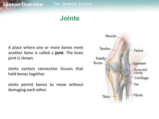 Lesson Overview          The Skeletal System


                            Joints



 A place where one or more bones meet
 another bone is called a joint. The knee
 joint is shown.

 Joints contain connective tissues that
 hold bones together.

 Joints permit bones to move without
 damaging each other.
 