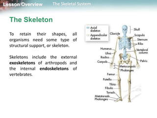 Lesson Overview       The Skeletal System


  The Skeleton
  To retain their shapes, all
  organisms need some type of
  structural support, or skeleton.

  Skeletons include the external
  exoskeletons of arthropods and
  the internal endoskeletons of
  vertebrates.
 