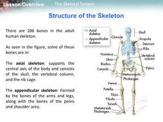 Lesson Overview           The Skeletal System

                       Structure of the Skeleton

There are 206 bones in the adult
human skeleton.

As seen in the figure, some of these
bones are in:

The axial skeleton: supports the
central axis of the body and consists
of the skull, the vertebral column,
and the rib cage.

The appendicular skeleton: Formed
by the bones of the arms and legs,
along with the bones of the pelvis
and shoulder area.
 