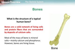 Lesson Overview        The Skeletal System


                               Bones

    What is the structure of a typical
             human bone?

  Bones are a solid network of living cells
  and protein fibers that are surrounded
  by deposits of calcium salts.

  Most of the mass of bone is mineral
  salts—mainly calcium and phosphorus.
  However, bones are living tissue.
 