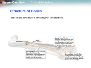 Lesson Overview          The Skeletal System


     Structure of Bones
     Beneath the periosteum is a thick layer of compact bone.
 