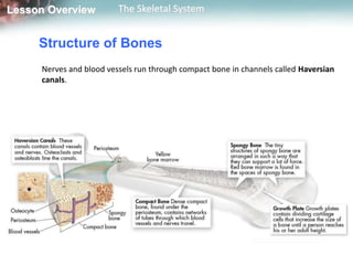 Lesson Overview          The Skeletal System


     Structure of Bones
     Nerves and blood vessels run through compact bone in channels called Haversian
     canals.
 