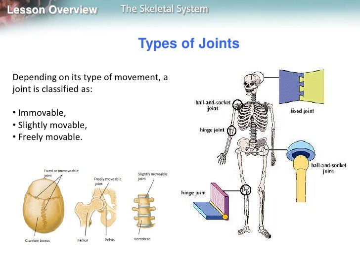 Skeletal+system