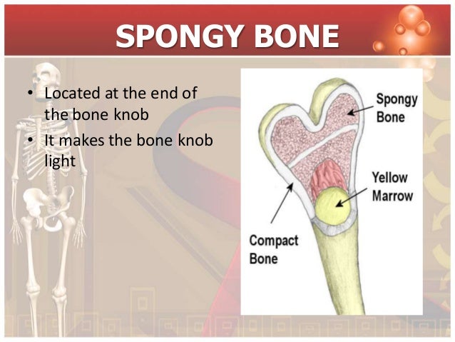 Skeletal System