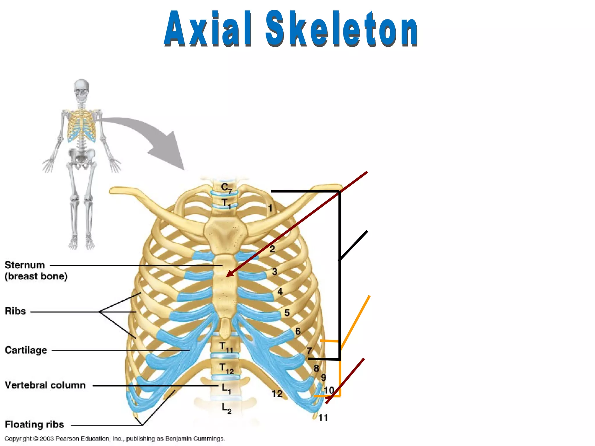 The Thoracic Cage

           Sternum
           True Ribs (7)
           False Ribs (3)
           Floating Ribs (2)
 