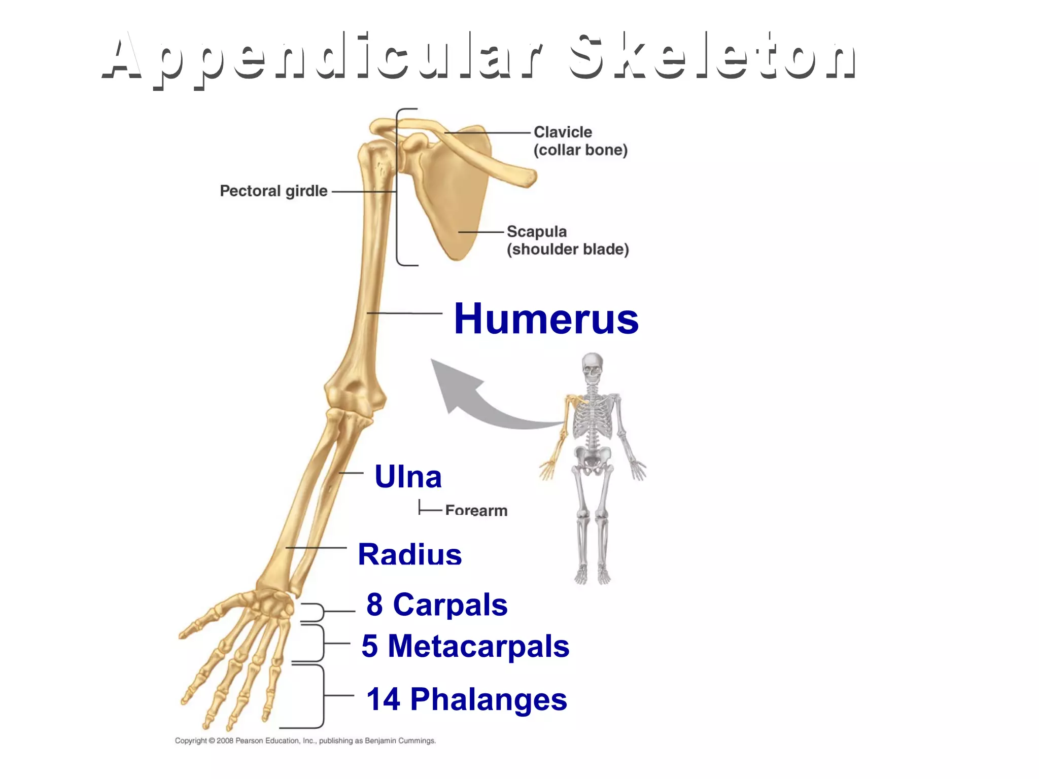 Humerus


Ulna

Radius
8 Carpals
5 Metacarpals
14 Phalanges
 