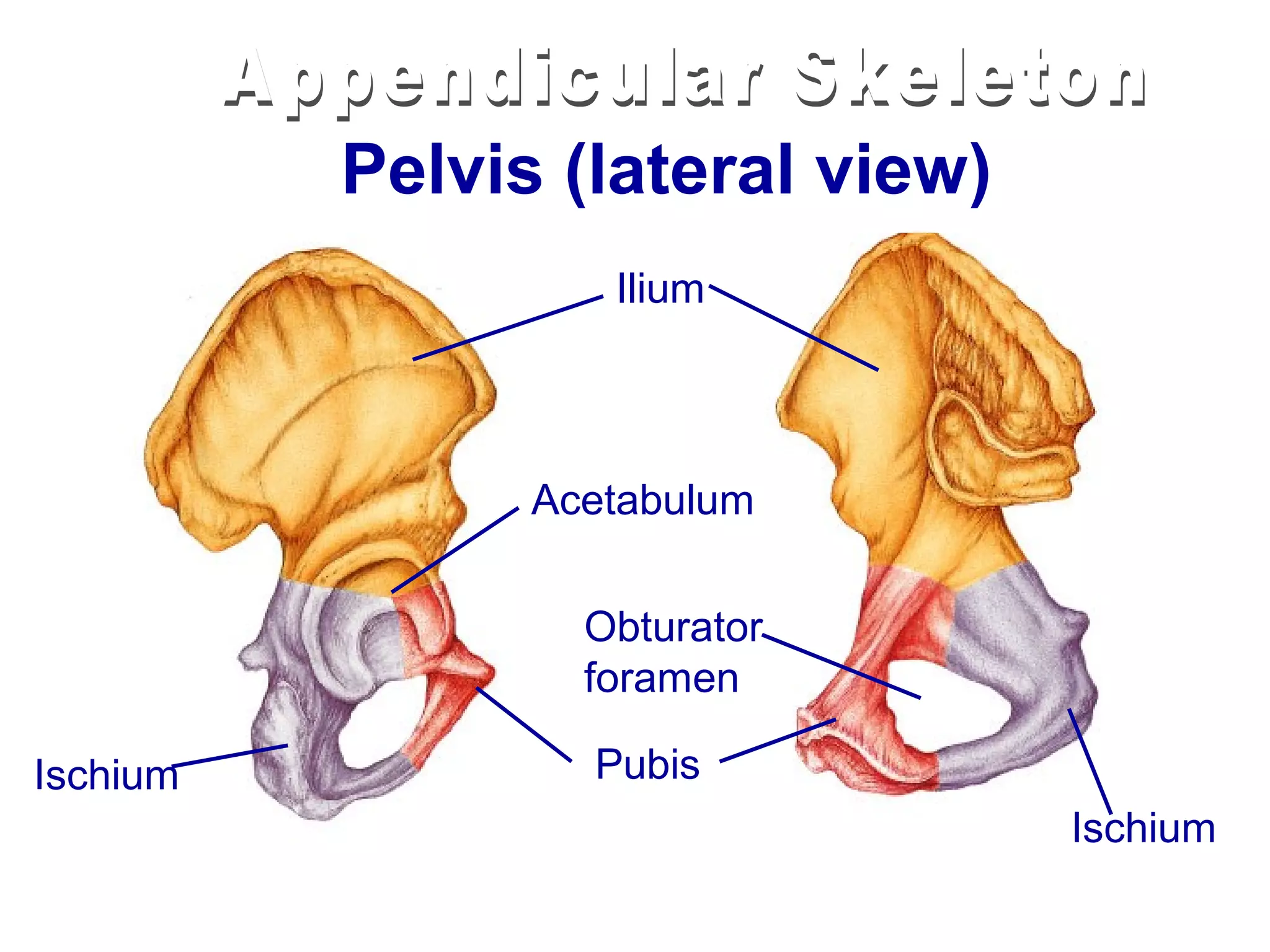 Pelvis (lateral view)
                   Ilium




                Acetabulum


                  Obturator
                  foramen

Ischium           Pubis
                                  Ischium
 