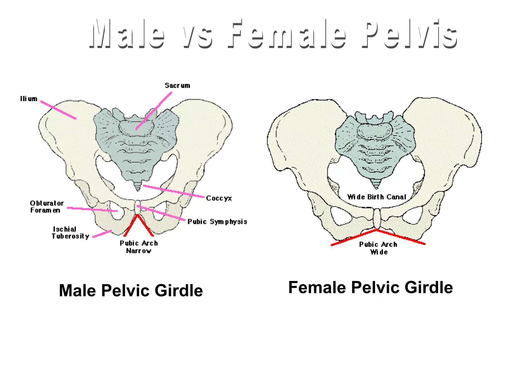 Male Pelvic Girdle   Female Pelvic Girdle
 