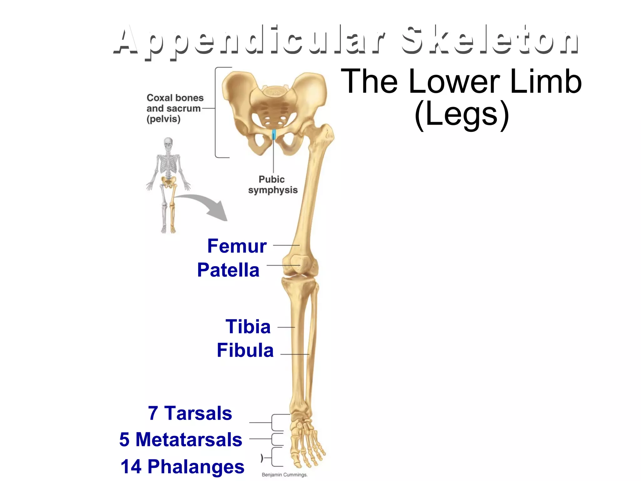 The Lower Limb
                       (Legs)


         Femur
        Patella

           Tibia
          Fibula


   7 Tarsals
5 Metatarsals
14 Phalanges
 