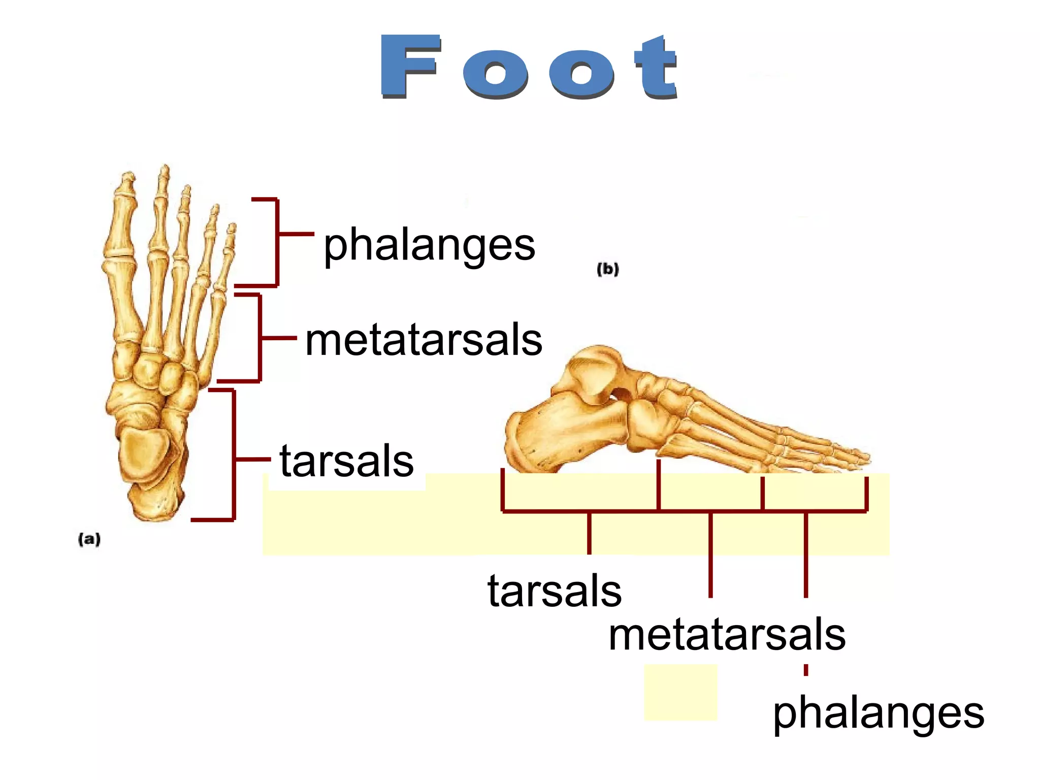 phalanges

 metatarsals

tarsals

          tarsals
                metatarsals
                       phalanges
 