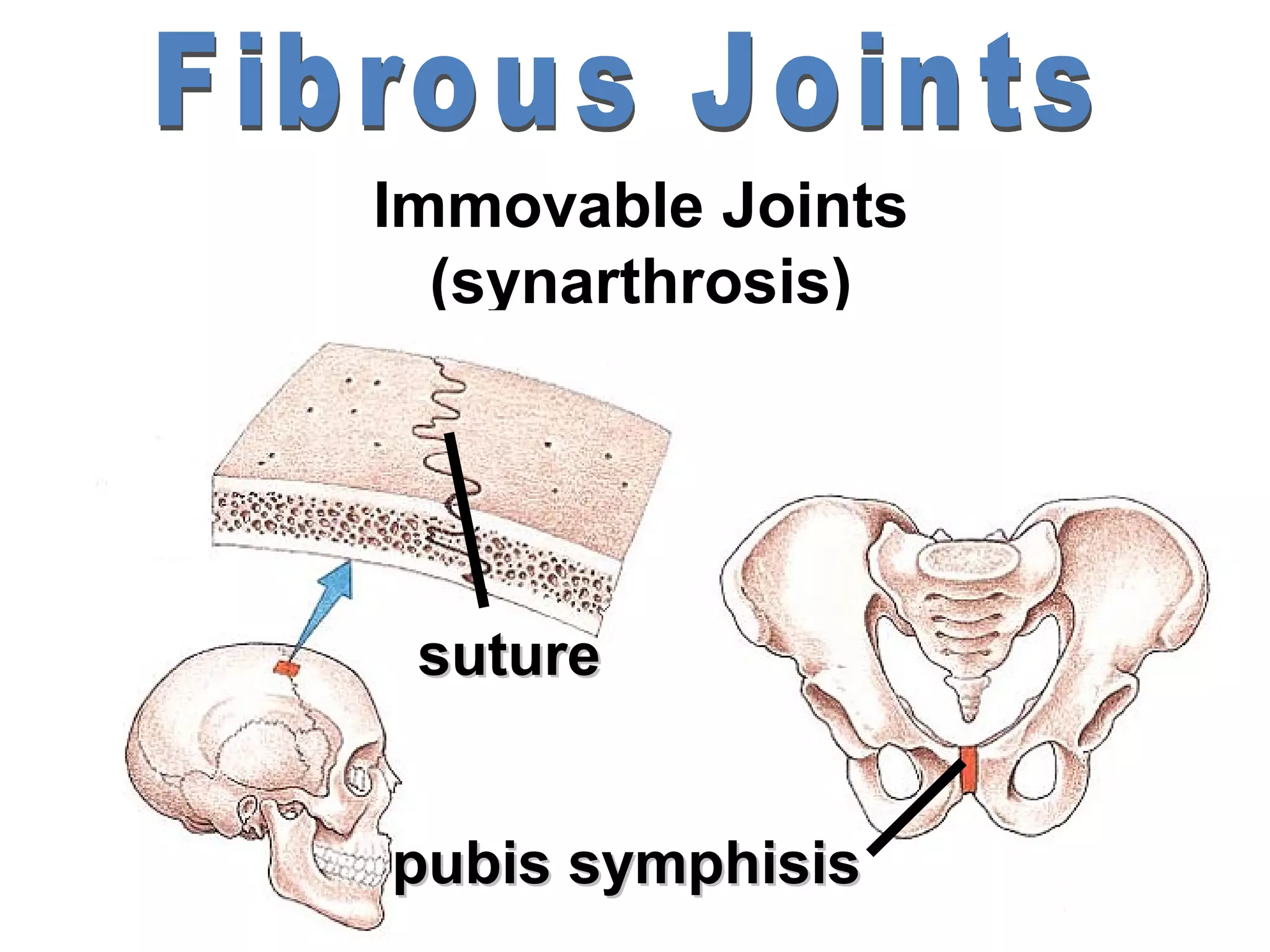 Immovable Joints
  (synarthrosis)




 suture


pubis symphisis
 
