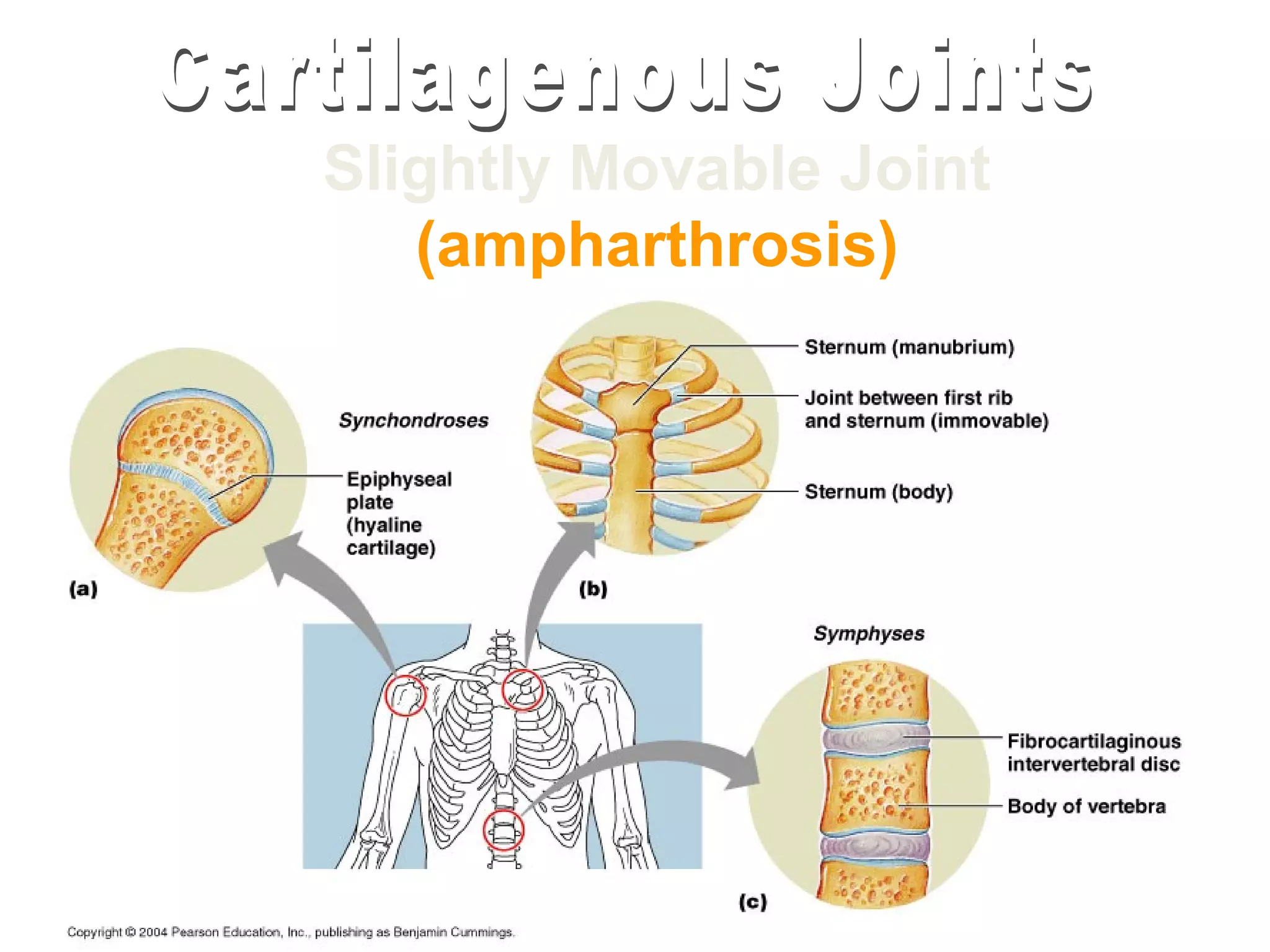 Slightly Movable Joint
   (ampharthrosis)
 