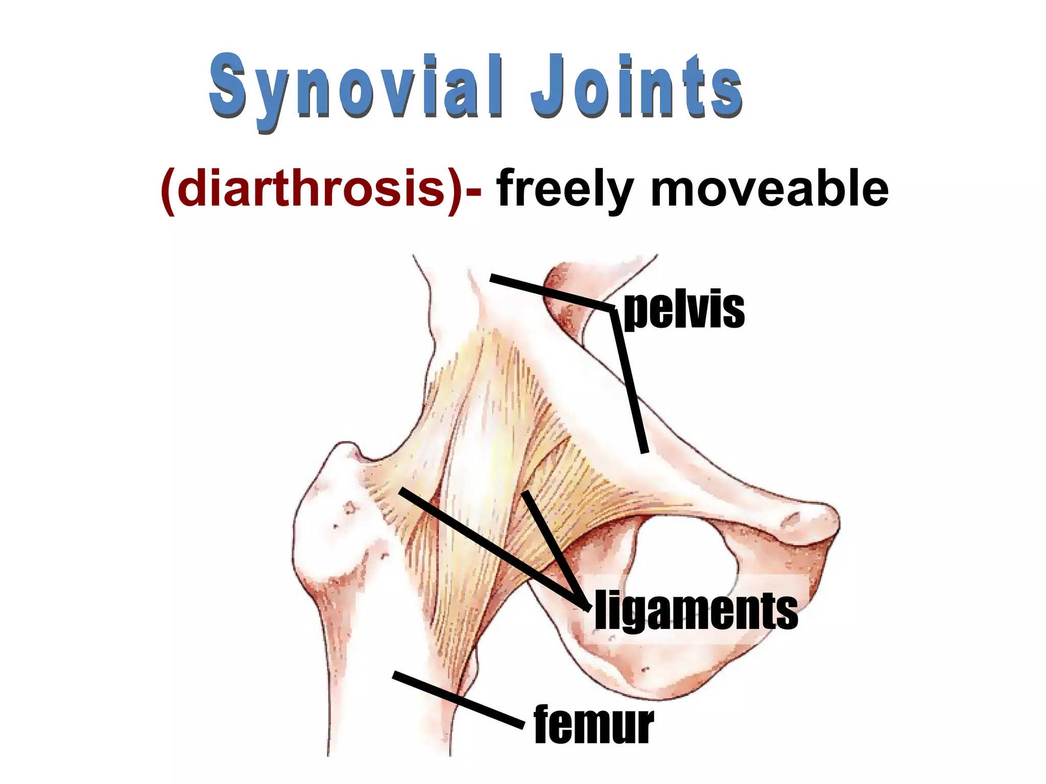 (diarthrosis)- freely moveable

                   pelvis




                 ligaments

               femur
 