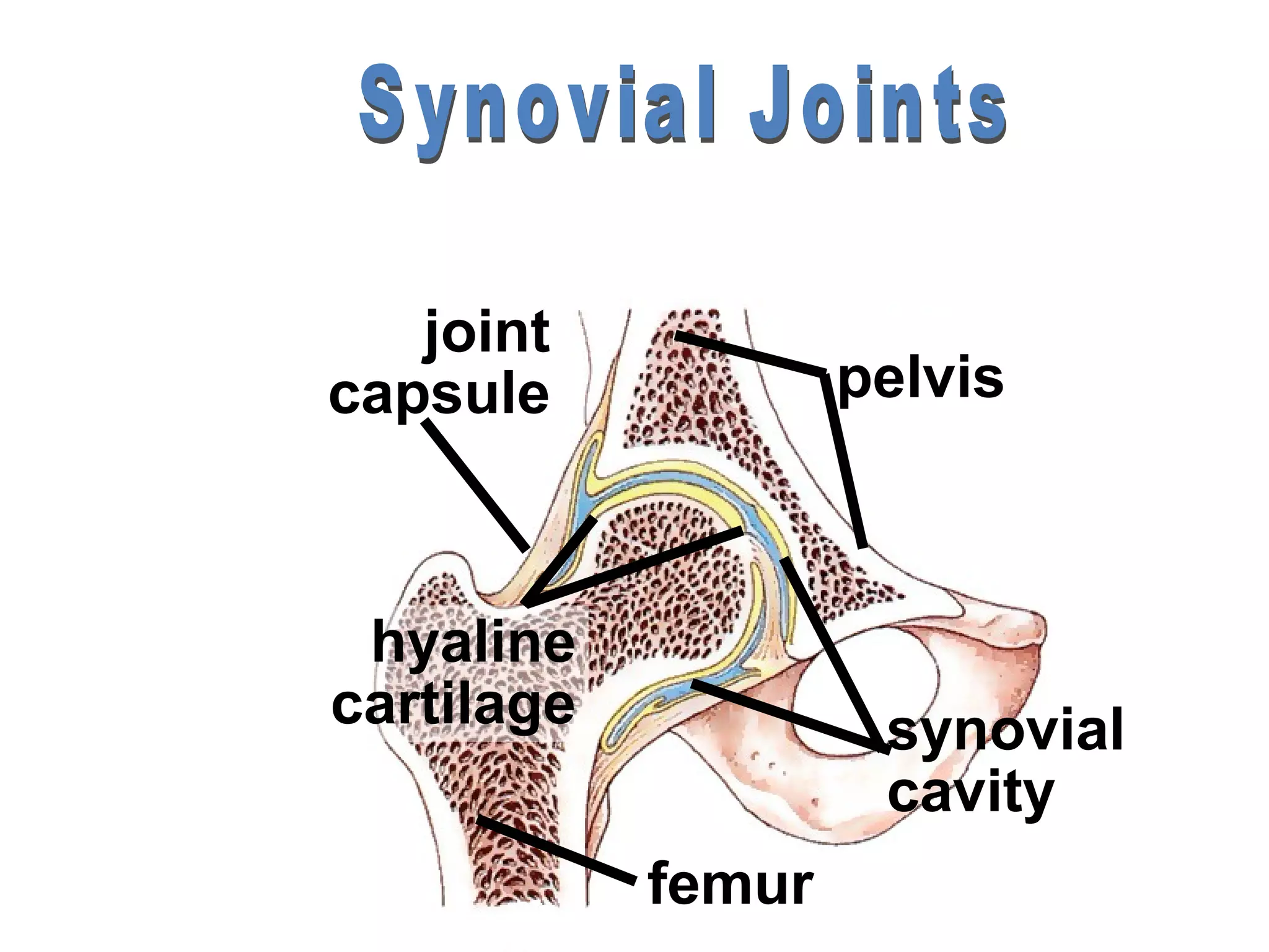 joint
capsule             pelvis



 hyaline
cartilage            synovial
                     cavity
            femur
 