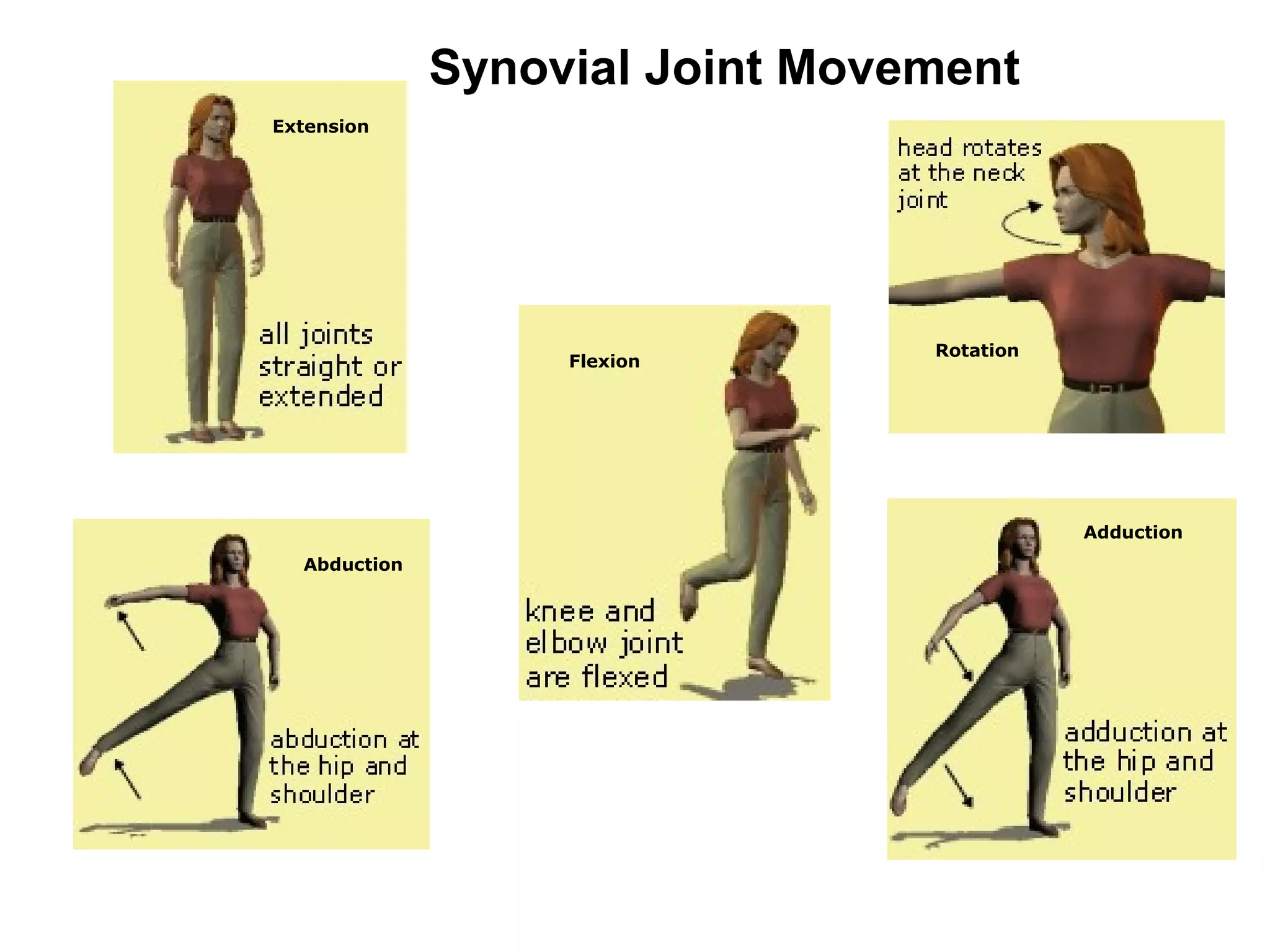 Synovial Joint Movement
Extension




                                 Rotation
                   Flexion




                                            Adduction
  Abduction
 