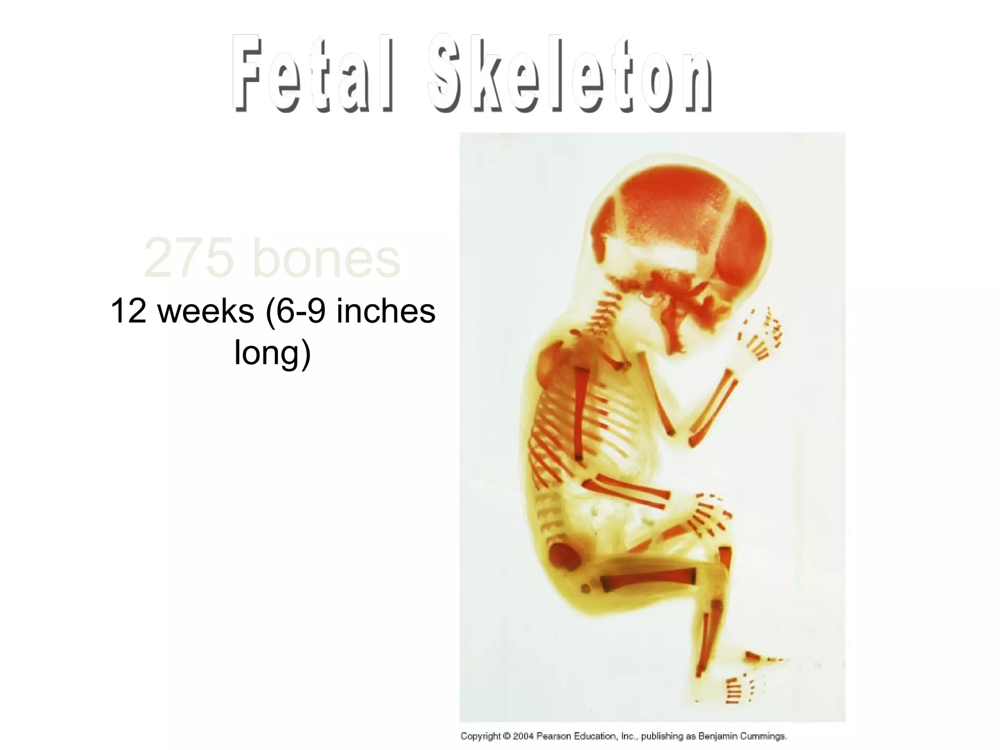275 bones
12 weeks (6-9 inches
       long)
 