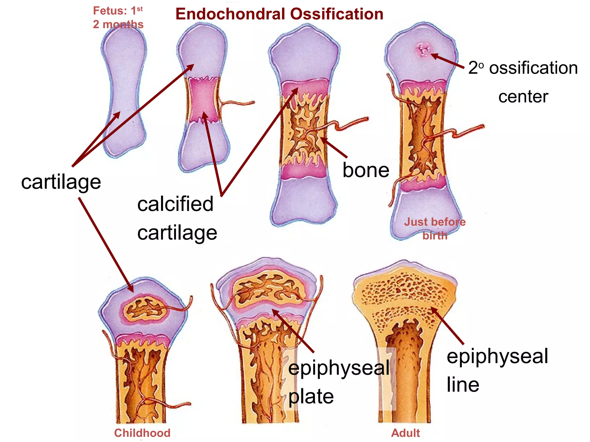 Fetus: 1st      Endochondral Ossification
        2 months


                                                                    2o ossification
                                                                        center



                                            bone
cartilage
                calcified
                                                      Just before
                cartilage                                birth




                                                             epiphyseal
                                     epiphyseal
                                                             line
                                     plate
            Childhood                               Adult
 