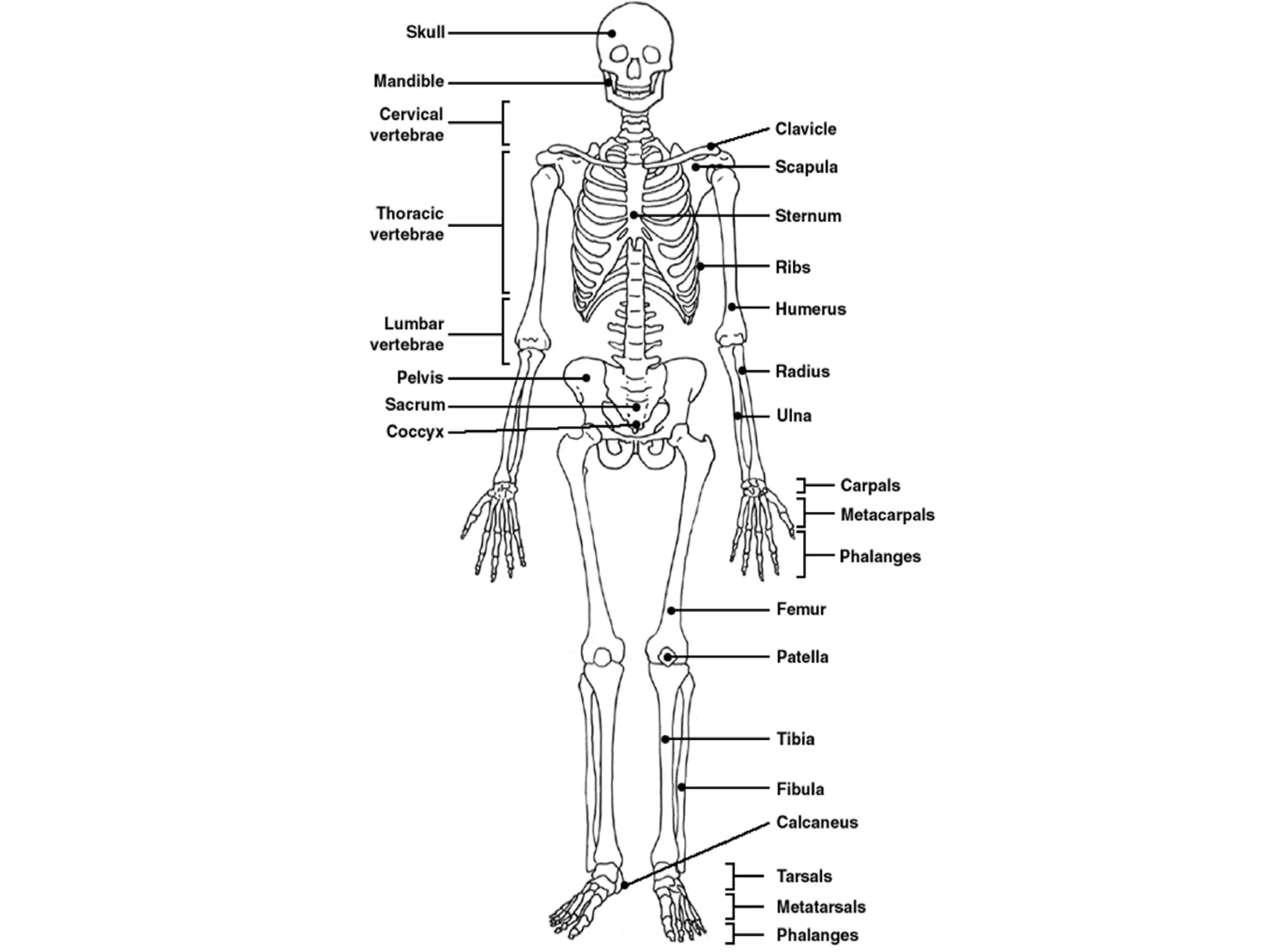 Skeletal system