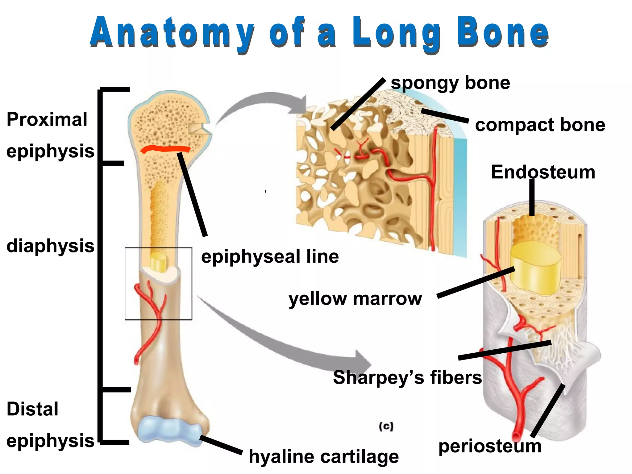 spongy bone
Proximal                                 compact bone
epiphysis
                                             Endosteum


diaphysis
            epiphyseal line

                     yellow marrow



                          Sharpey’s fibers
Distal
epiphysis                            periosteum
                 hyaline cartilage
 