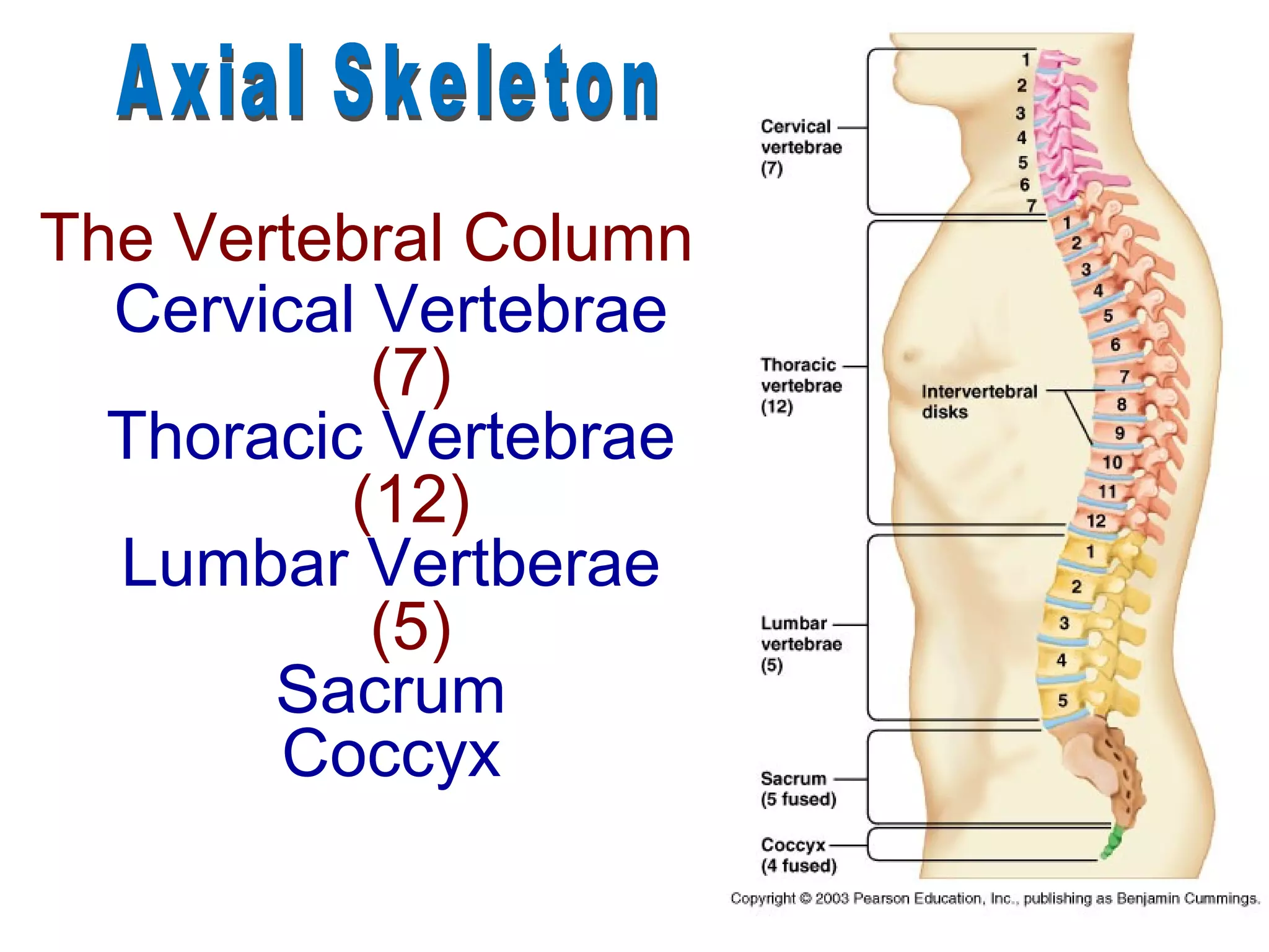The Vertebral Column
  Cervical Vertebrae
           (7)
  Thoracic Vertebrae
          (12)
  Lumbar Vertberae
           (5)
       Sacrum
       Coccyx
 