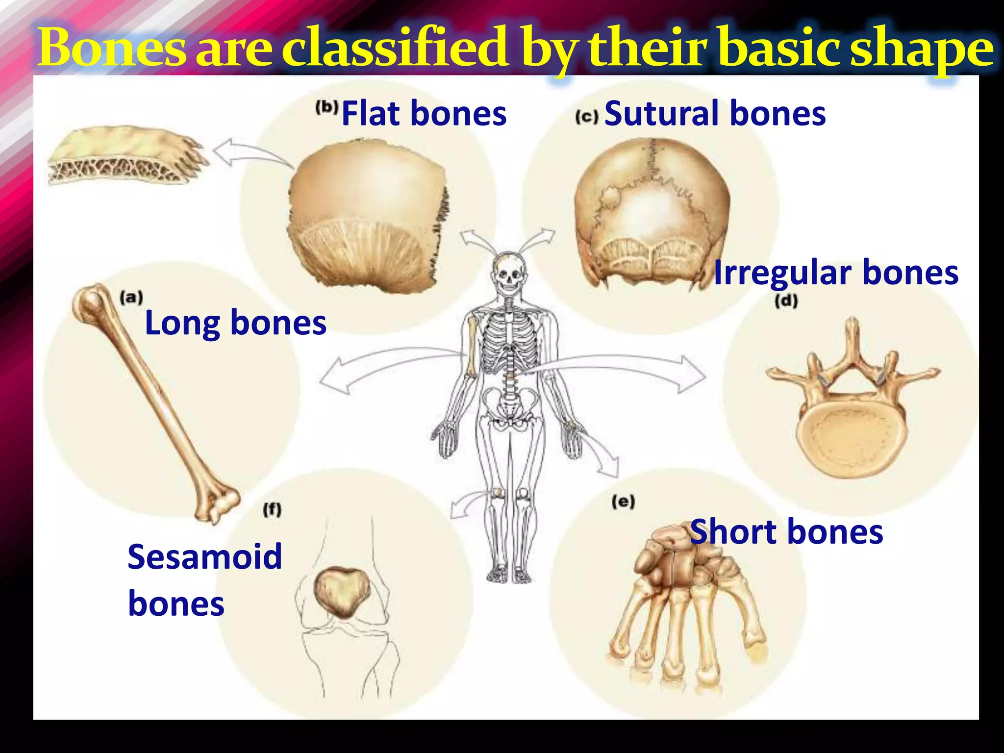 Bones are classified by their basic shape
                 Flat bones   Sutural bones



                                    Irregular bones
    Long bones




                                  Short bones
   Sesamoid
   bones
 