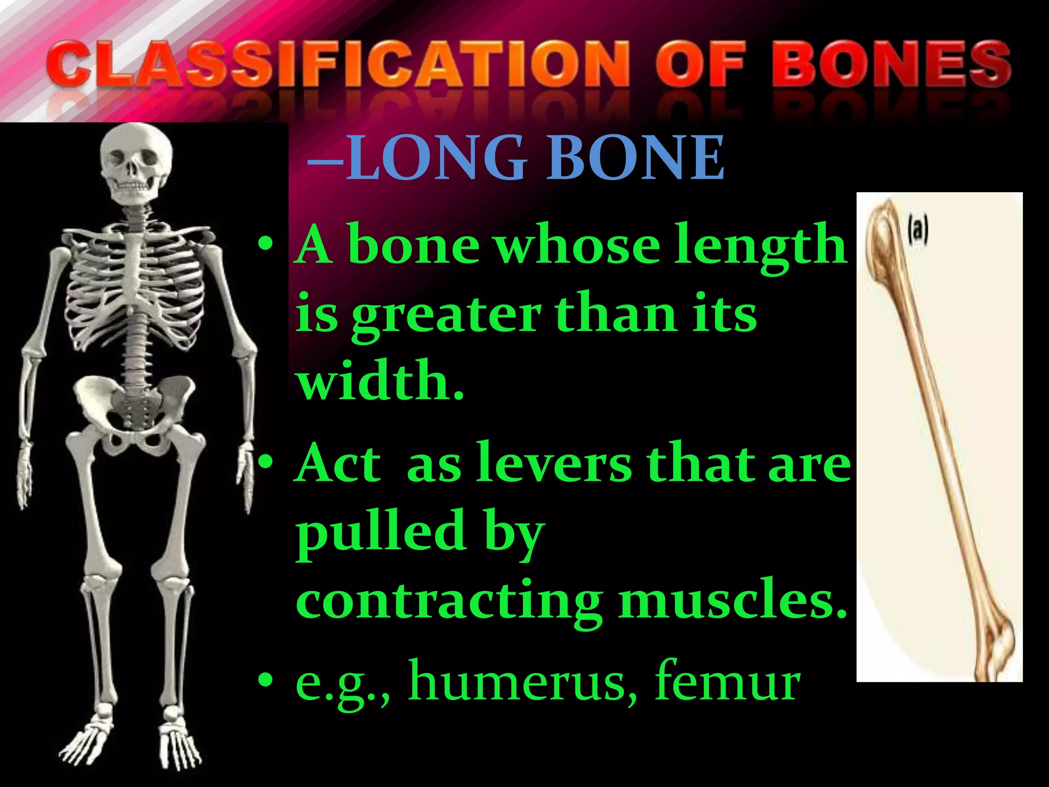 –LONG BONE
• A bone whose length
  is greater than its
  width.
• Act as levers that are
  pulled by
  contracting muscles.
• e.g., humerus, femur
 