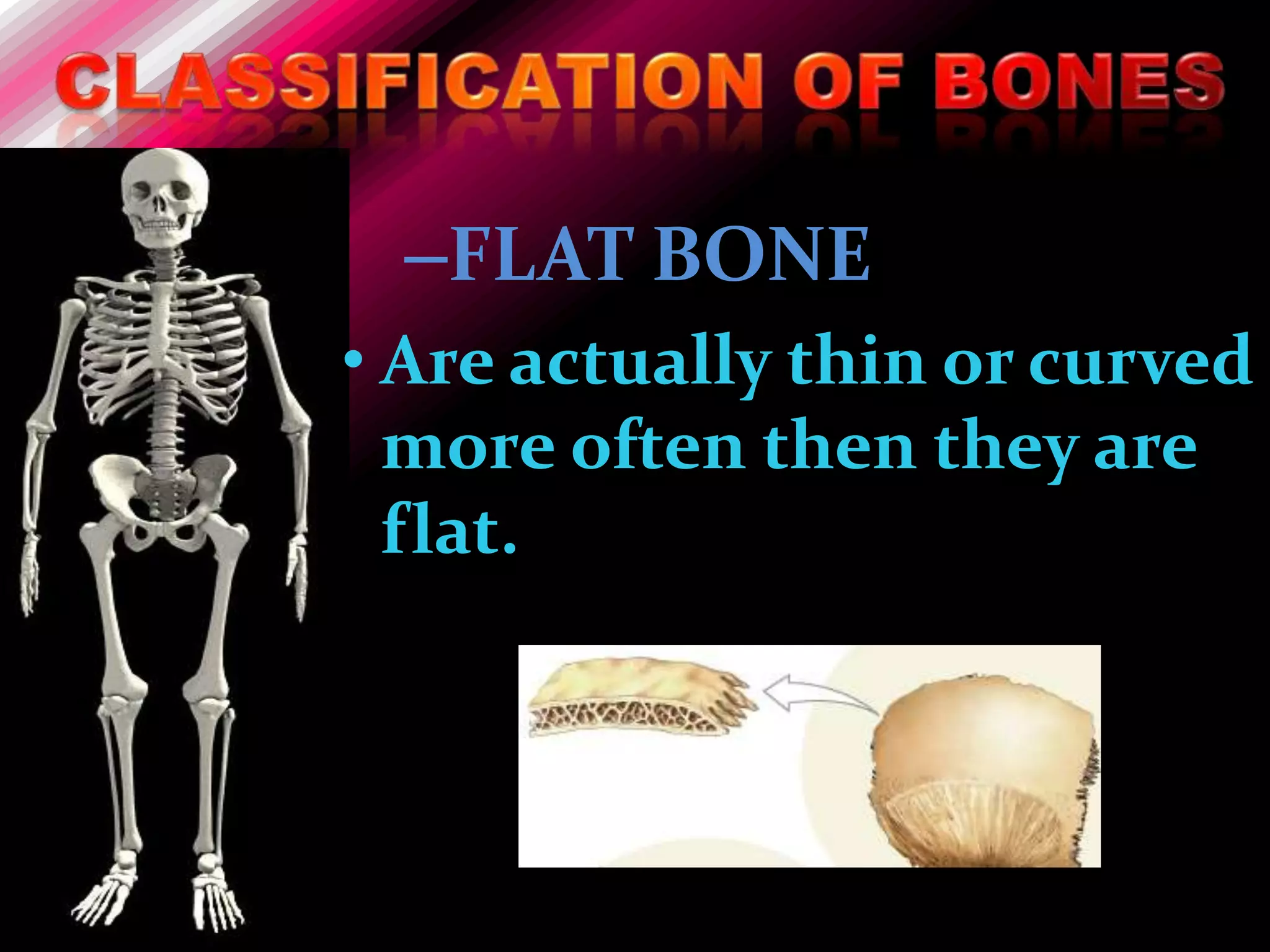 –FLAT BONE
• Are actually thin or curved
  more often then they are
  flat.
 