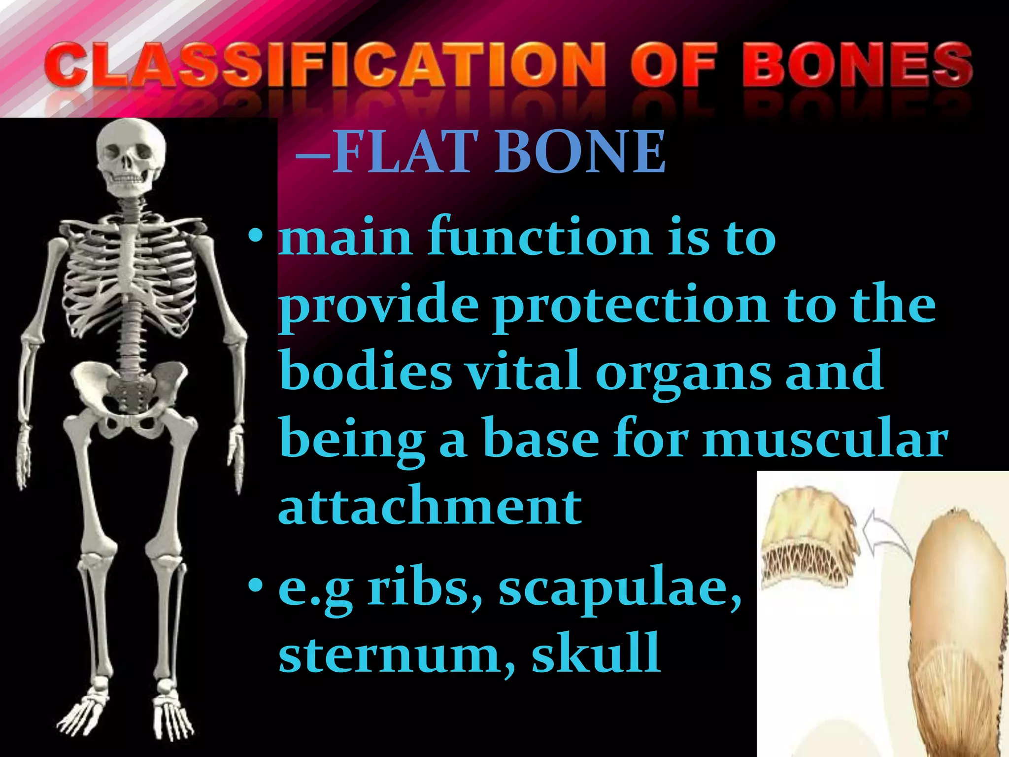 –FLAT BONE
• main function is to
  provide protection to the
  bodies vital organs and
  being a base for muscular
  attachment
• e.g ribs, scapulae,
  sternum, skull
 