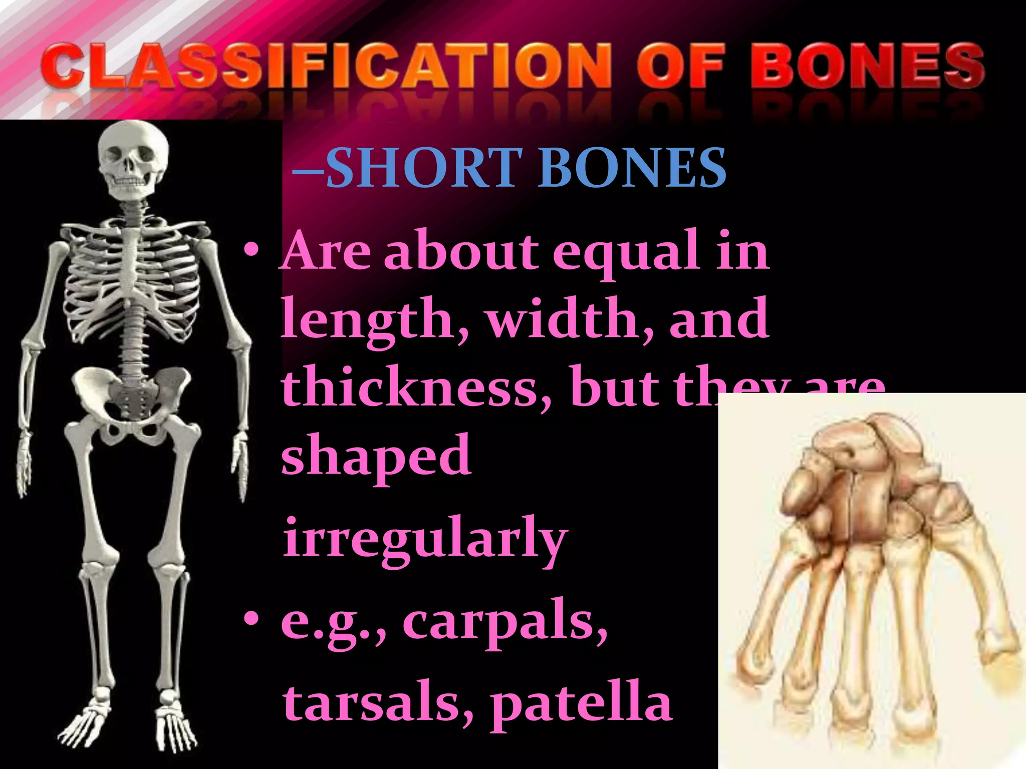 –SHORT BONES
• Are about equal in
  length, width, and
  thickness, but they are
  shaped
  irregularly
• e.g., carpals,
  tarsals, patella
 