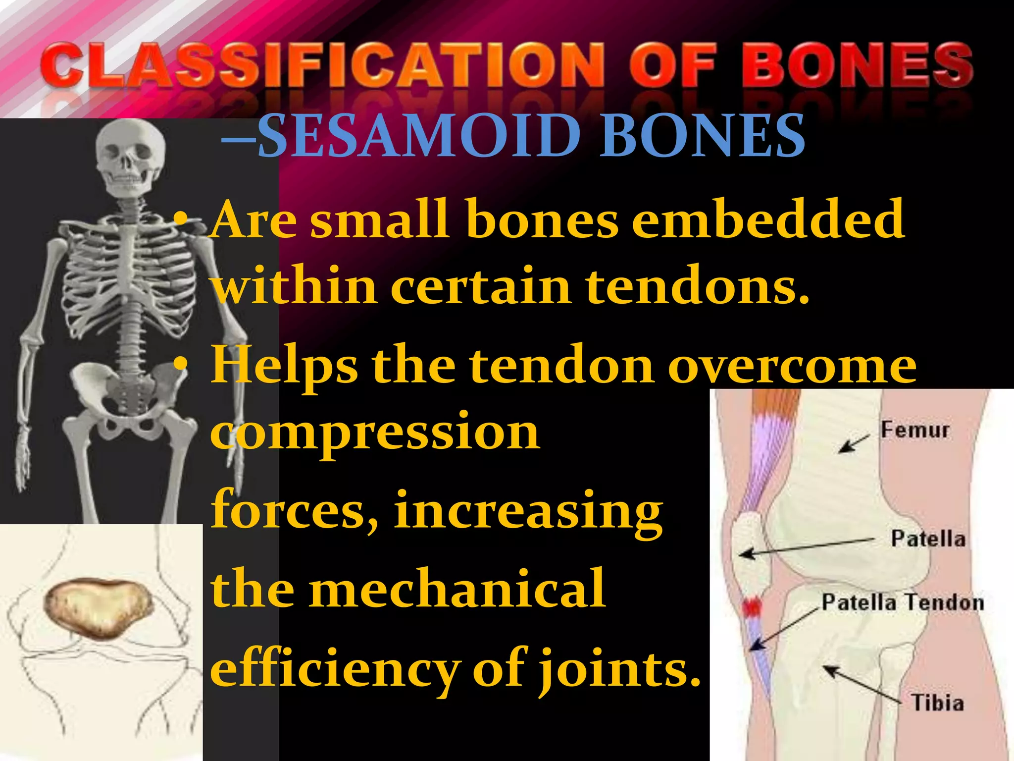 –SESAMOID BONES
• Are small bones embedded
  within certain tendons.
• Helps the tendon overcome
  compression
  forces, increasing
  the mechanical
  efficiency of joints.
 