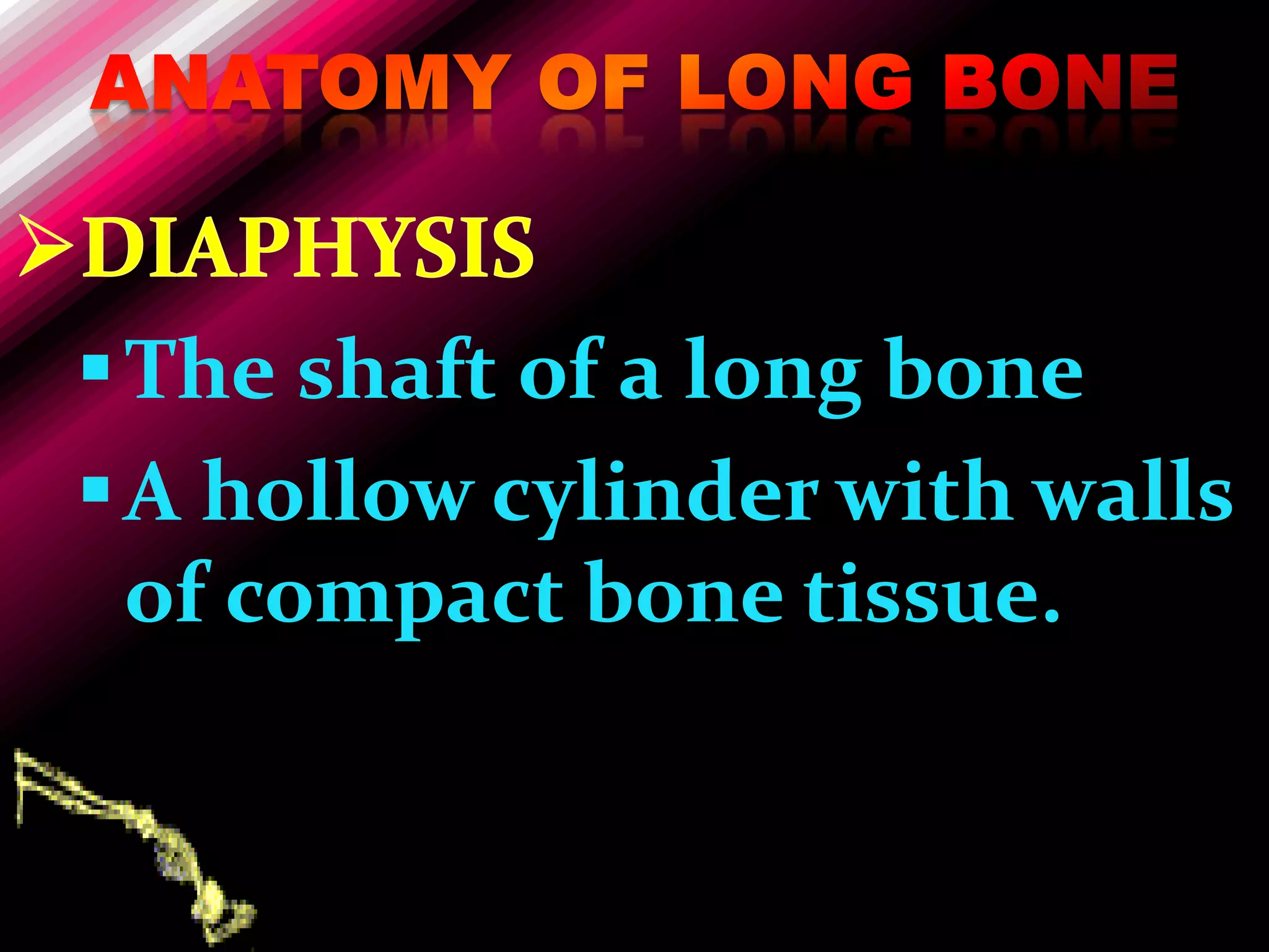  The shaft of a long bone
 A hollow cylinder with walls
  of compact bone tissue.
 