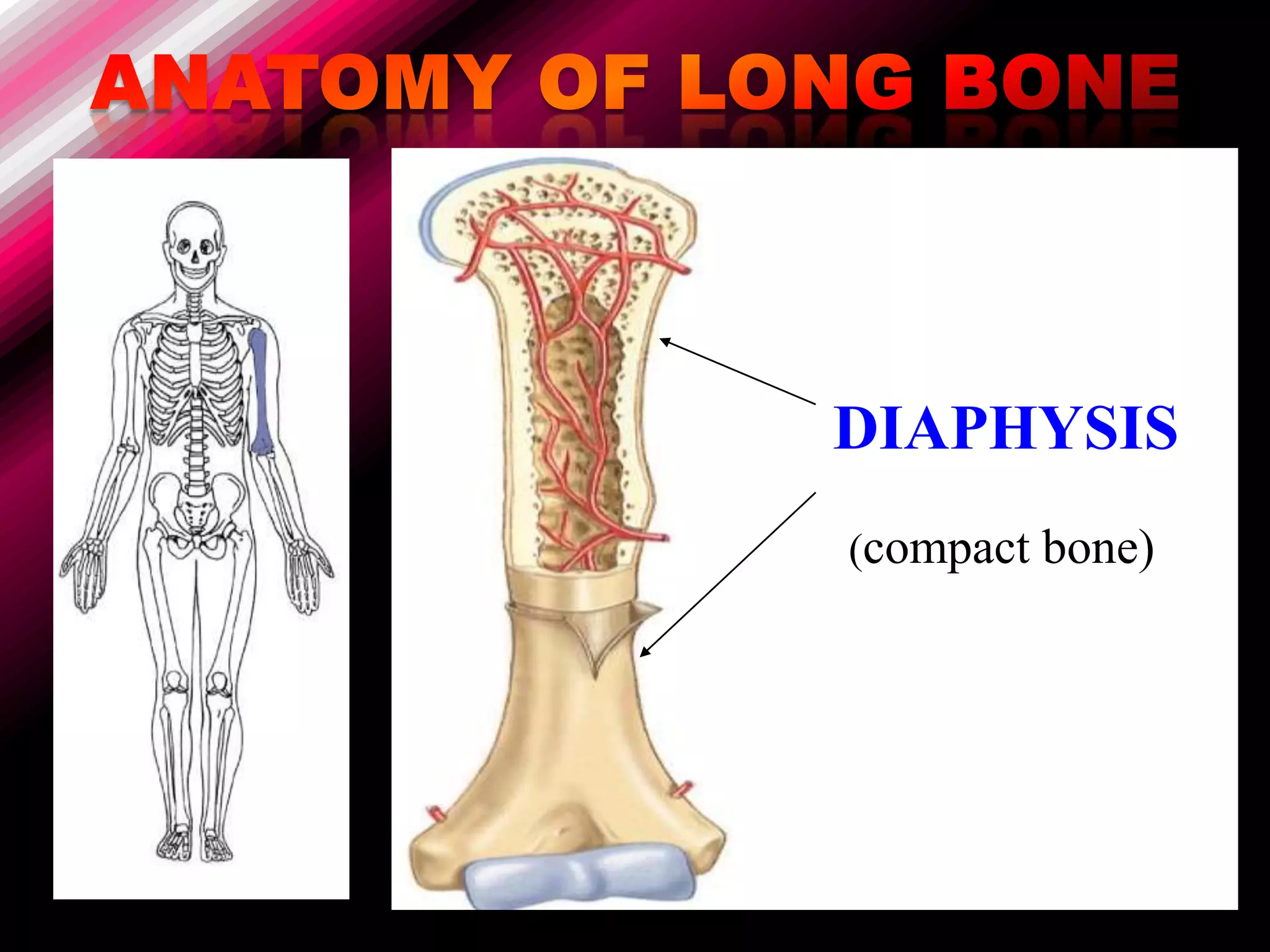 DIAPHYSIS
(compact bone)
 
