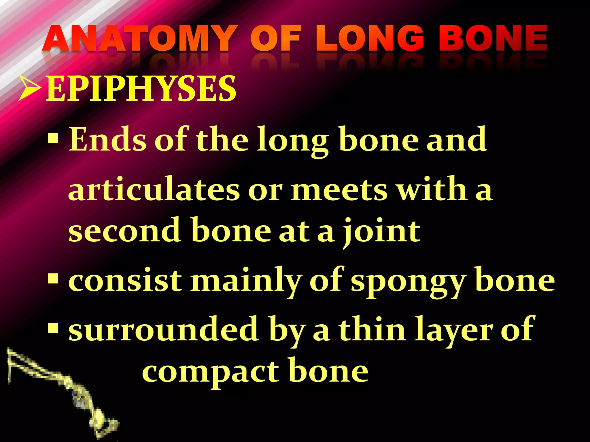  Ends of the long bone and
  articulates or meets with a
  second bone at a joint
 consist mainly of spongy bone
 surrounded by a thin layer of
       compact bone
 