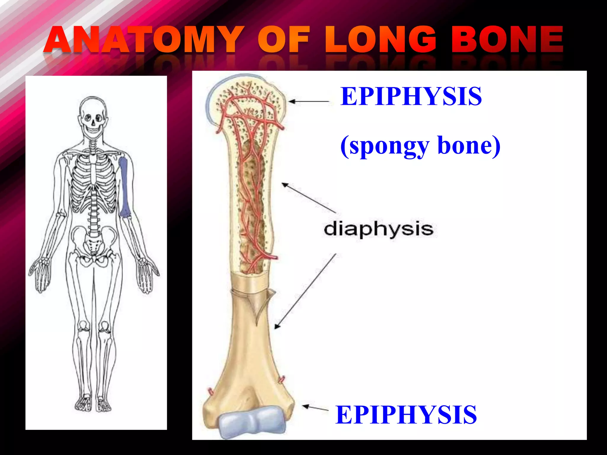 EPIPHYSIS
(spongy bone)




EPIPHYSIS
 