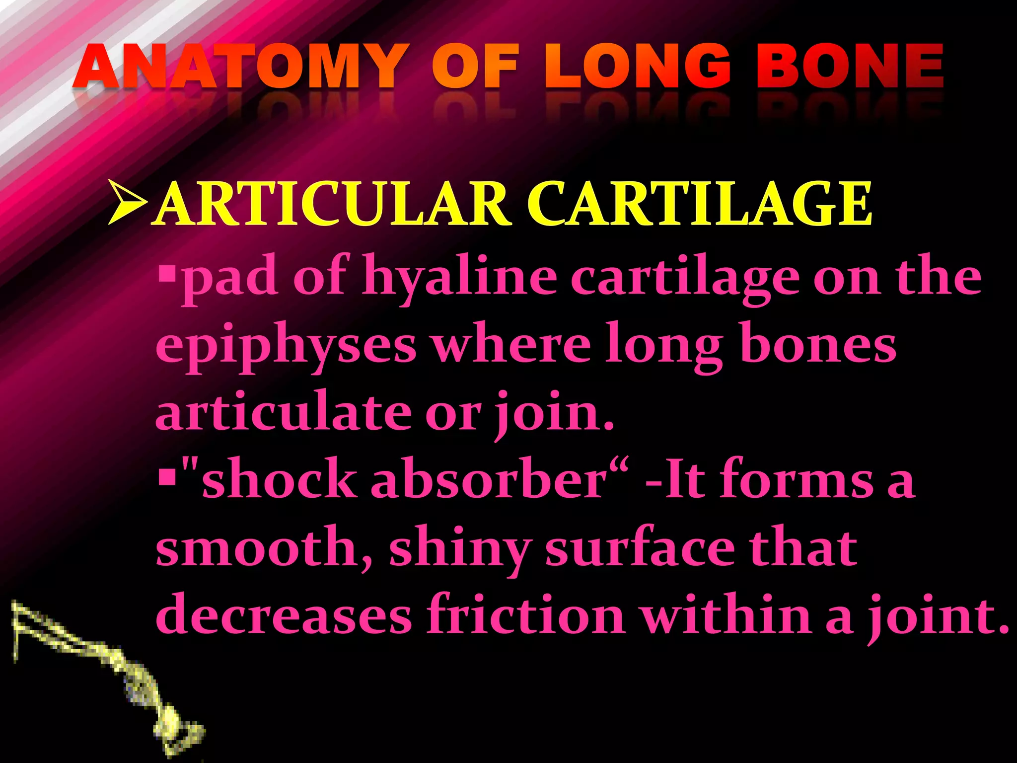 pad of hyaline cartilage on the
epiphyses where long bones
articulate or join.
"shock absorber“ -It forms a
smooth, shiny surface that
decreases friction within a joint.
 