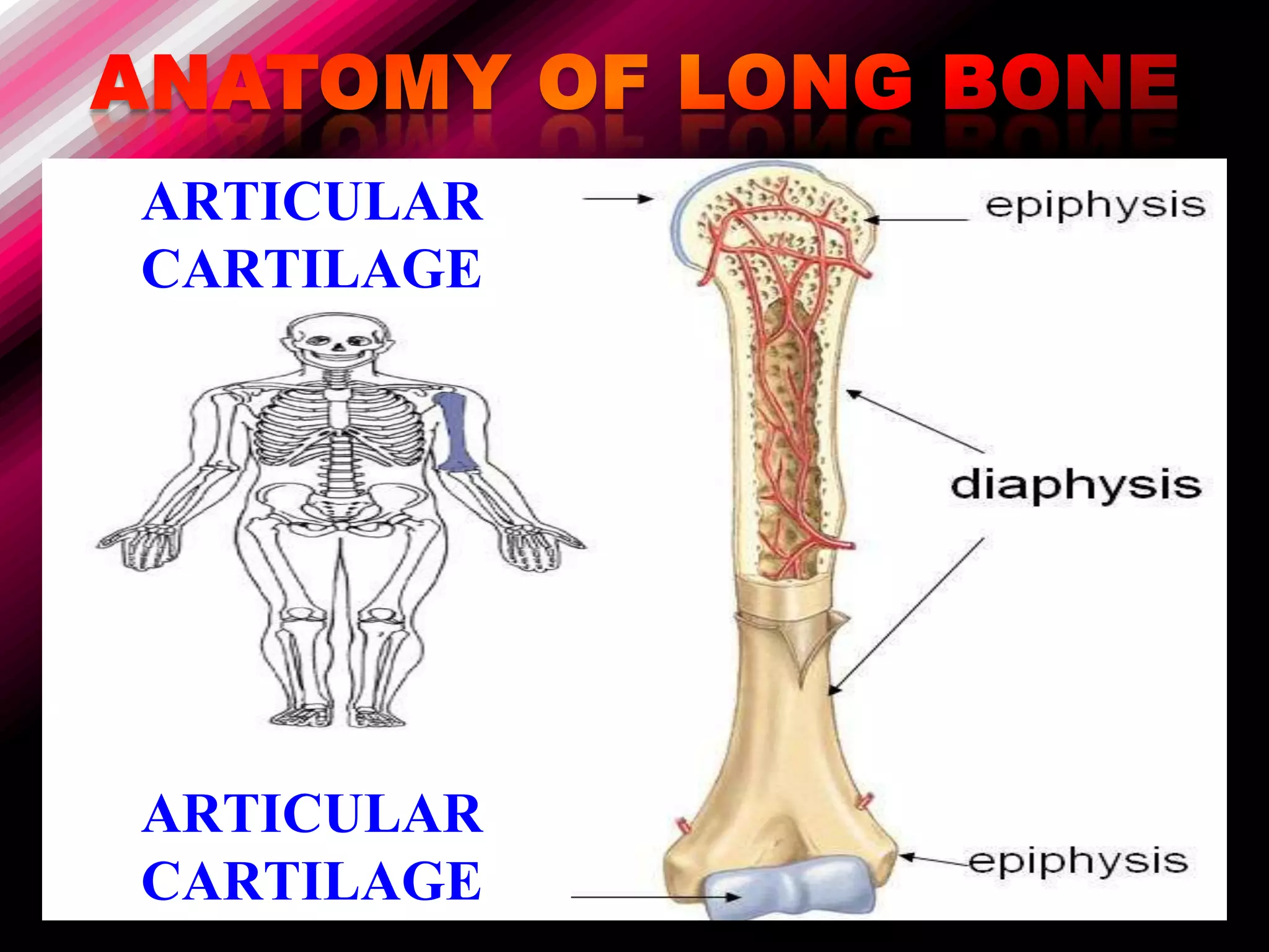 ARTICULAR
CARTILAGE




ARTICULAR
CARTILAGE
 