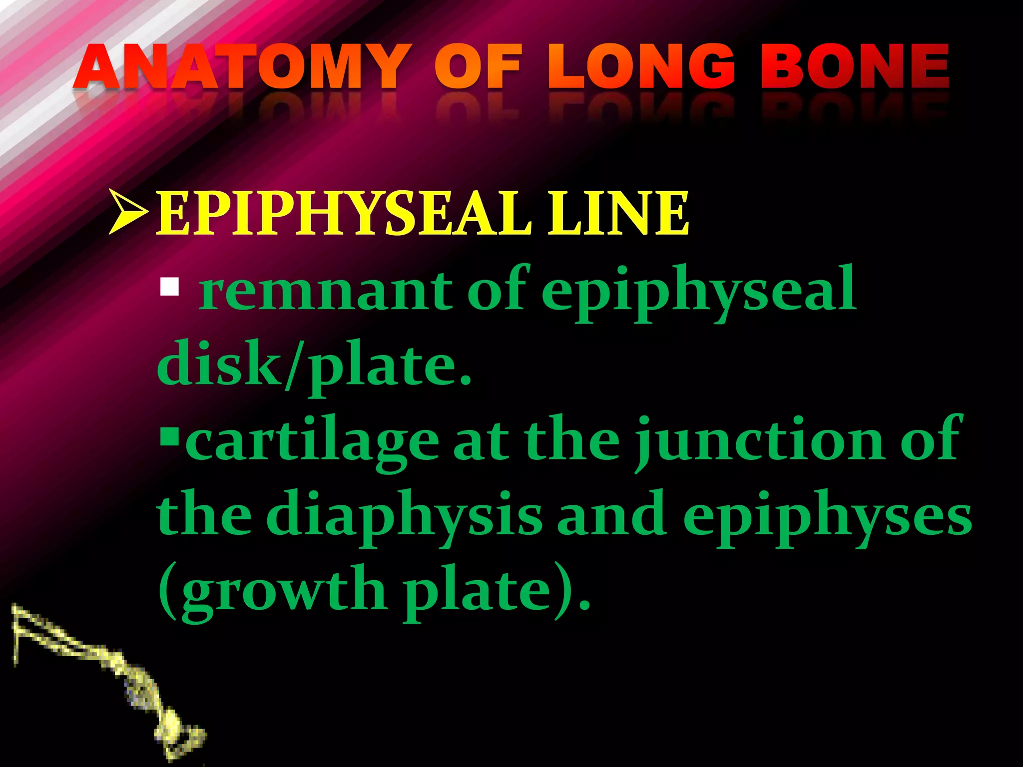  remnant of epiphyseal
disk/plate.
cartilage at the junction of
the diaphysis and epiphyses
(growth plate).
 
