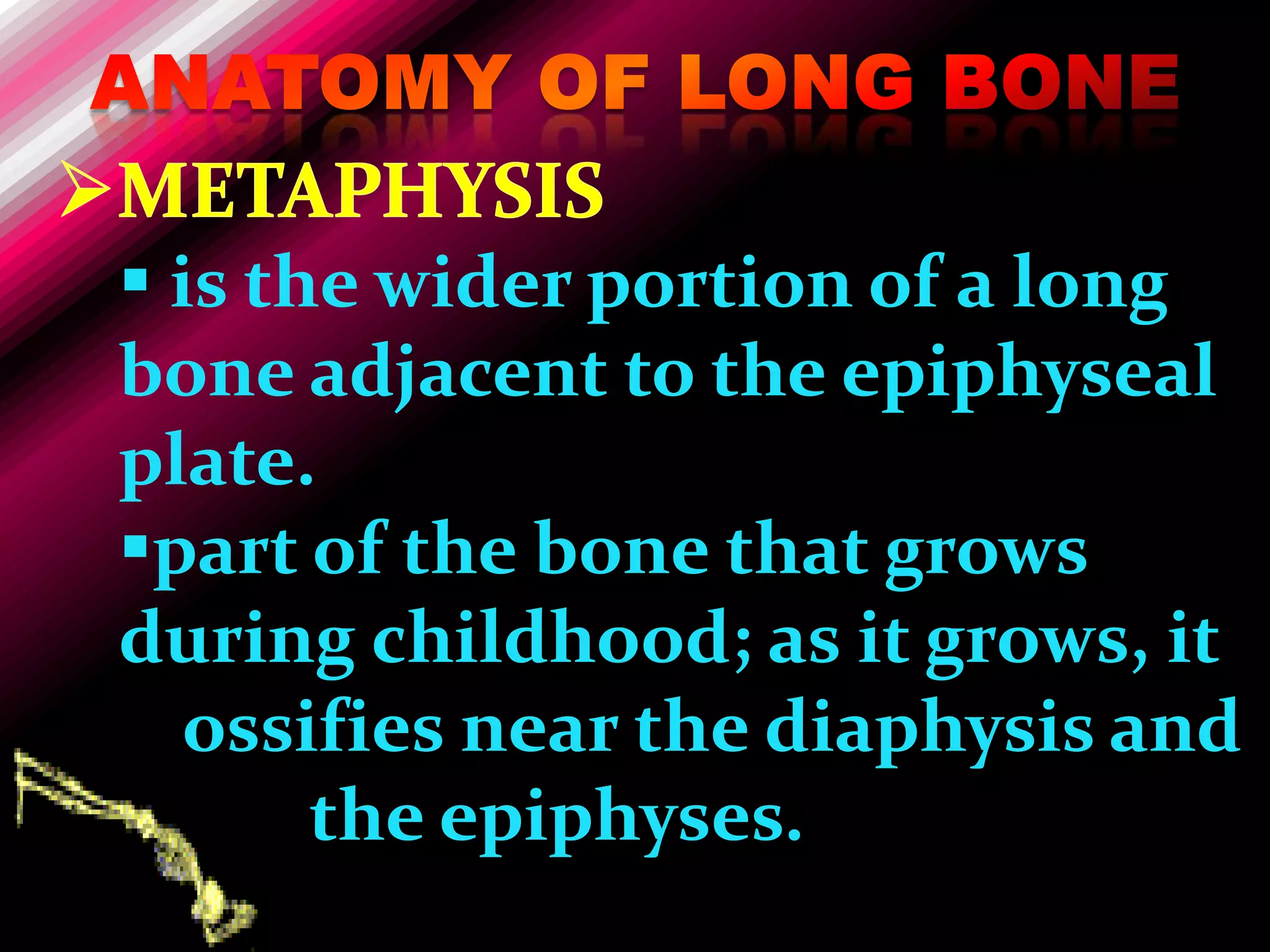  is the wider portion of a long
bone adjacent to the epiphyseal
plate.
part of the bone that grows
during childhood; as it grows, it
  ossifies near the diaphysis and
       the epiphyses.
 